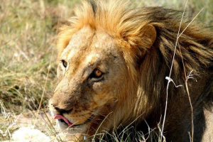 У зімбабве, турист зустрів смугастий лев У зімбабве, турист зустрів смугастий лев